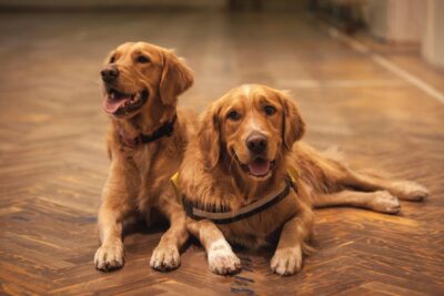 Casal de cachorros