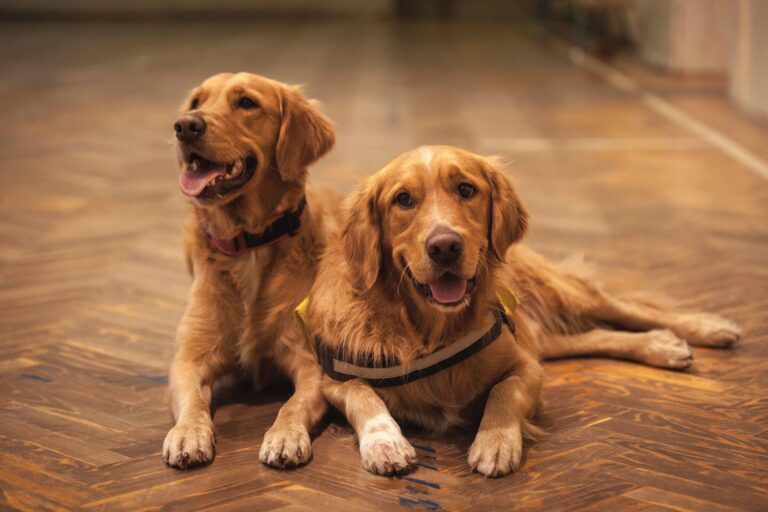 Casal de cachorros