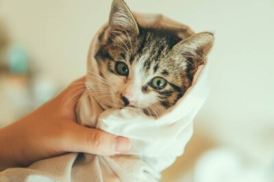 Coronavírus em gatos – sintomas e tratamento